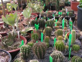Miniatura kolekcja kaktusów i innych sukulentów