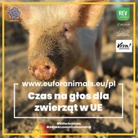 Miniatura zdjęcia 1