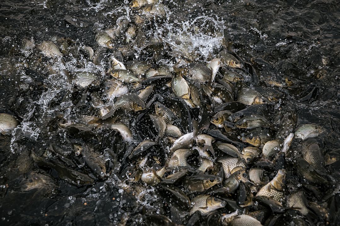 “Bringing fish back to water during the elections” - Artykuł - ngo.pl