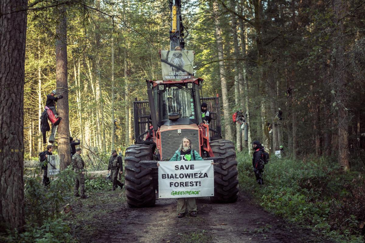 Пуща событий. Беловежская пуща вырубка. Гринпис против вырубки лесов. Greenpeace вырубка лесов. Мы против рубки деревьев.