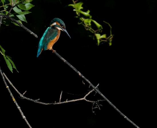 Wystawa Wildlife fotografii początkującego artysty Jose Miguel Carvalho zwracająca uwagę na ochronę przyrody w regionie Algarve 