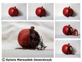 Miniatura re:plon