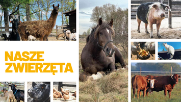 Miniatura zdjęcia 2