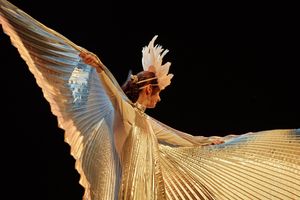 Miniatura Laureaci 25. „Albertiany”