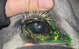 Miniatura zdjęcia 2