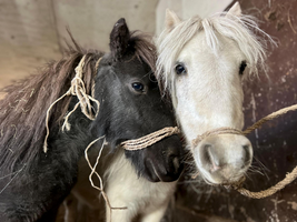 Miniatura zdjęcia 1