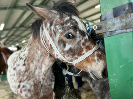 Miniatura zdjęcia 2