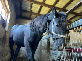 Miniatura zdjęcia 3