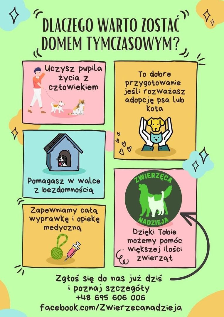 Pomóż bezdomnym zwierzakom zostając domem tymczasowym dla naszych podopiecznych