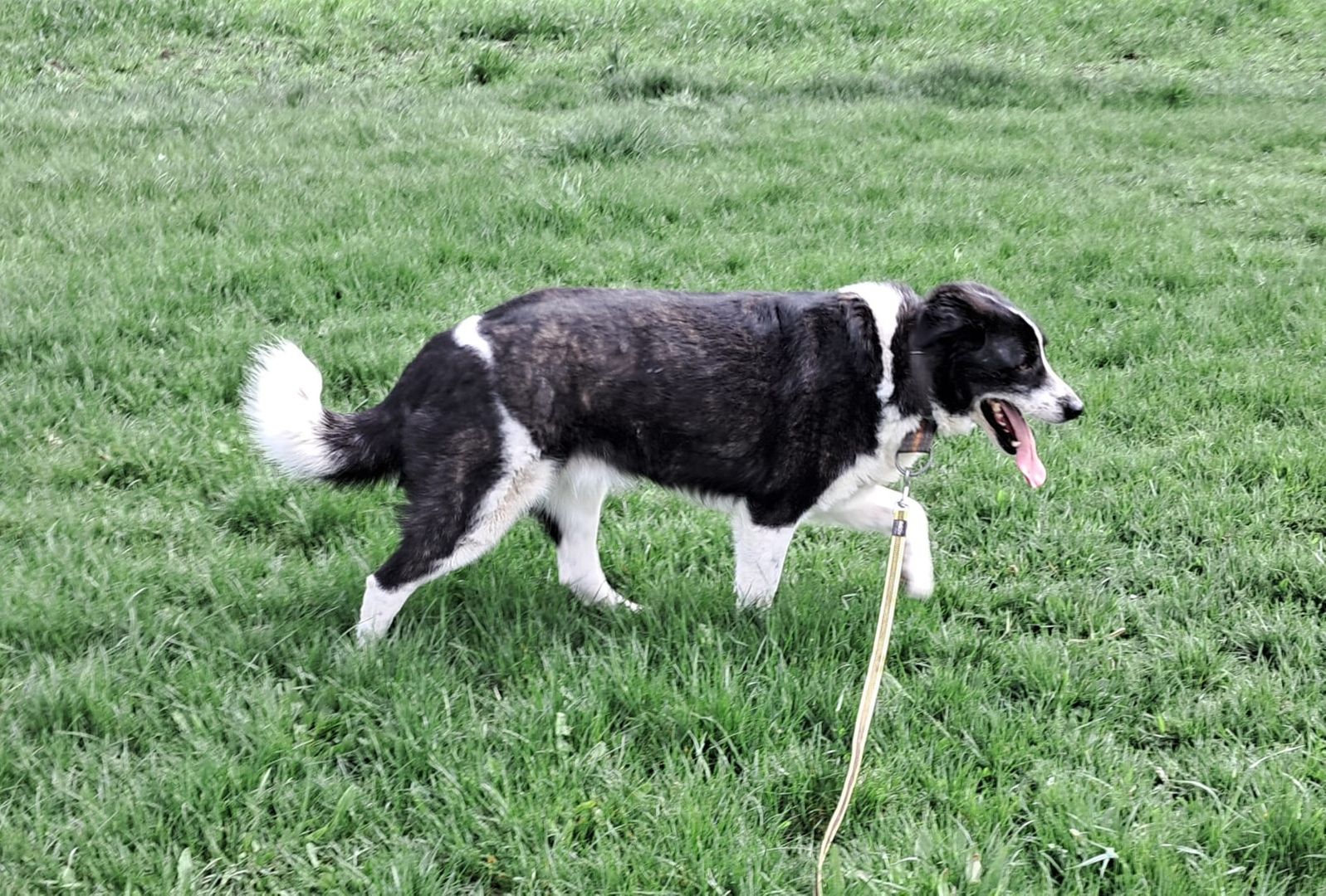 Trifon - nasz podopieczny, od 3 lat w hotelu. Trifon to 5-letni pies do adopcji, który jest podopiecznym organizacji Zwierzeca Nadzieja i potrzebuje doświadczonego domu. Mimo że dobrze dogaduje się z innymi psami i kotami, nie jest zalecany do rodzin z dziećmi i wymaga spokojnego otoczenia, aby zaufać nowym opiekunom. Trifon przeszedł już szkolenie posłuszeństwa i obecnie przebywa w hotelu dla zwierząt, czekając na swoje miejsce