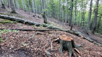 Miniatura zdjęcia 4