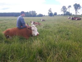 Miniatura Nasze wolna Rogata i jej towarzyszki