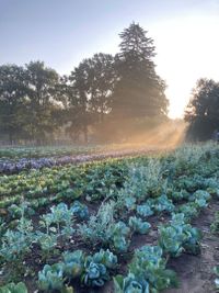 Miniatura Nasze uprawy blisko zachodzącego słońca