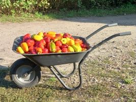 Miniatura Papryki z naszego gospodarstwa