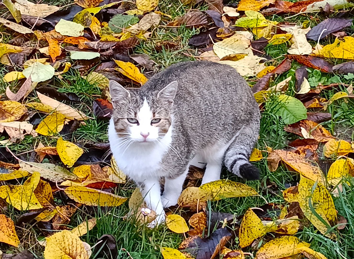 Zdjęcie kota wolnożyjącego