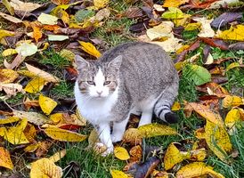 Miniatura Zdjęcie kota wolnożyjącego