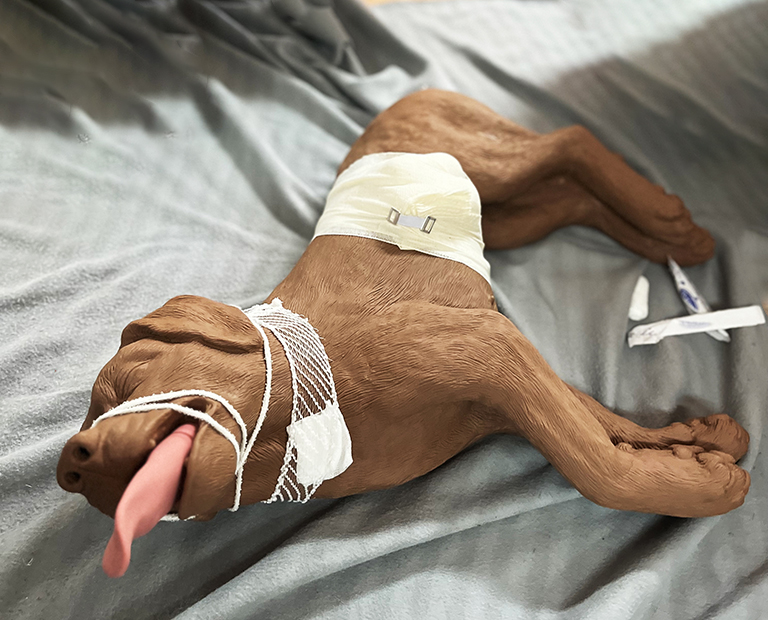 Obandażowany fantom psa do nauki pierwszej pomocy zwierzętom