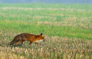 Miniatura zdjęcia 2