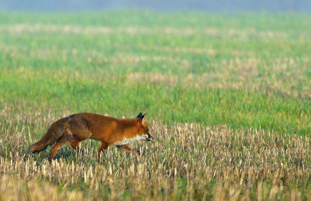 Marsz Wyzwolenia Zwierząt: Nie romantyzujmy życia zwierząt wolno żyjących - Artykuł