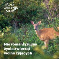 Miniatura zdjęcia 1