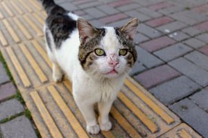 Miniatura zdjęcia 2