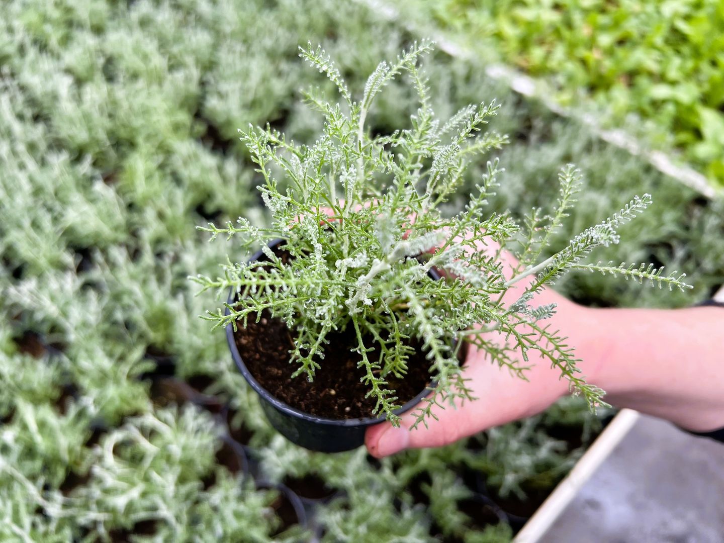 Rośliny szklarniowe