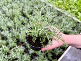 Miniatura Rośliny szklarniowe