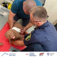 Miniatura dwóch strażników gminnych bandażuje psa