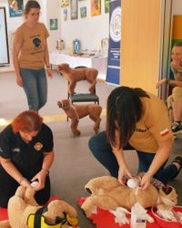 Miniatura dwie osoby bandażują psa