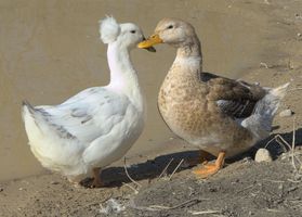 Miniatura zdjęcia 8