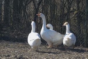 Miniatura zdjęcia 9