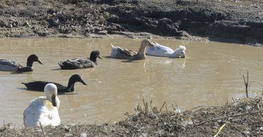 Miniatura zdjęcia 11