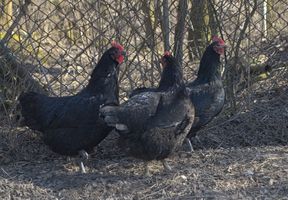 Miniatura zdjęcia 12