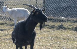 Miniatura zdjęcia 13