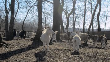 Miniatura zdjęcia 15