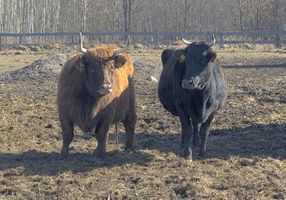 Miniatura zdjęcia 16