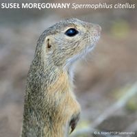 Miniatura zdjęcia 1