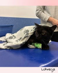 Miniatura zdjęcia 2