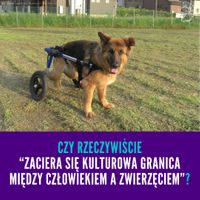 Miniatura zdjęcia 1