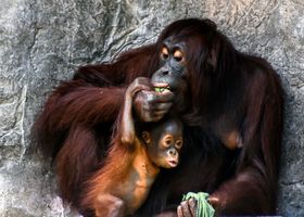 Miniatura zdjęcia 2