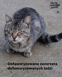 Miniatura zdjęcia 1