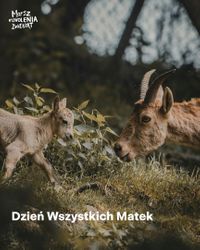 Miniatura zdjęcia 1
