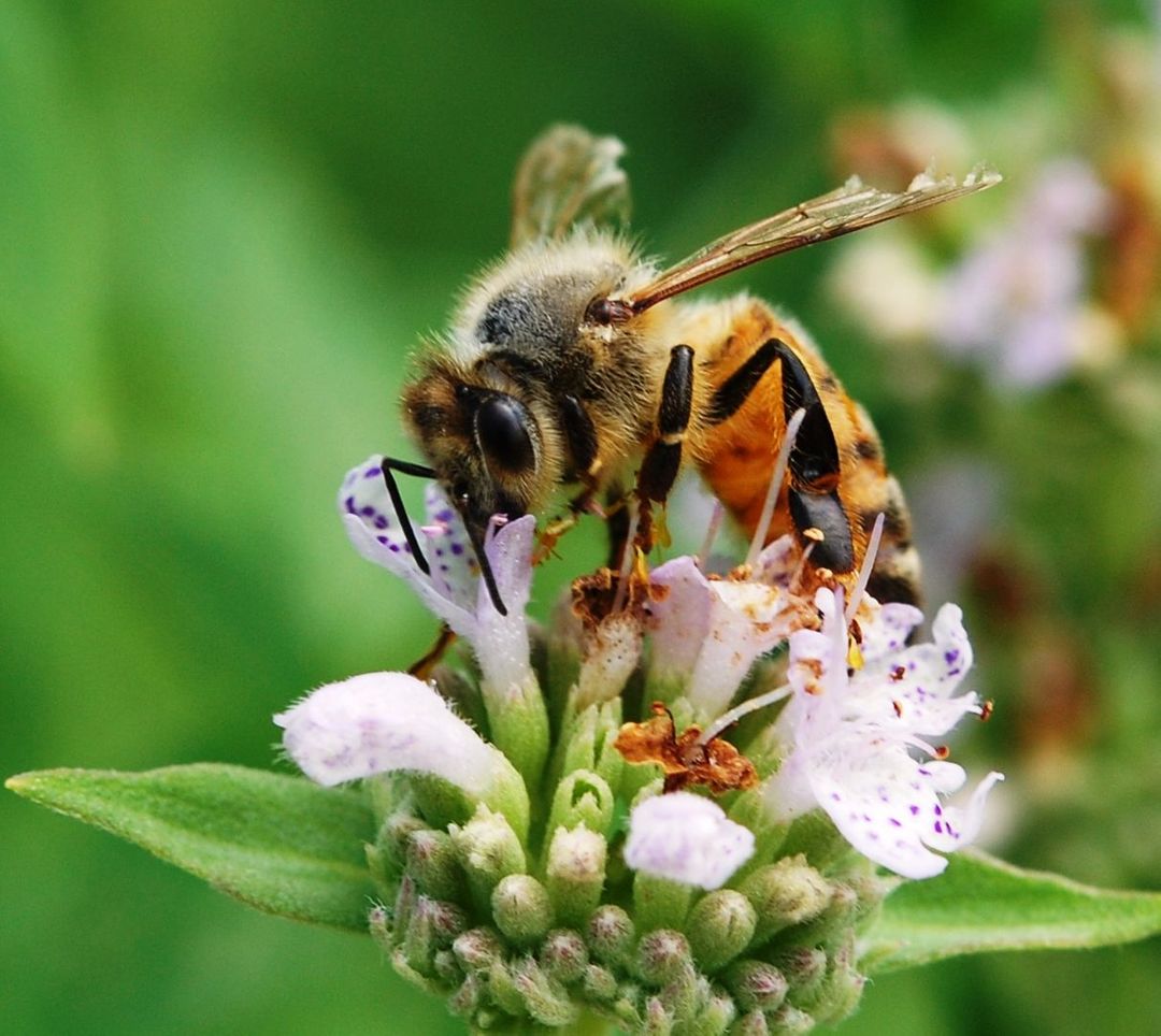 Marsz Wyzwolenia Zwierząt: Podmioty życia - Artykuł