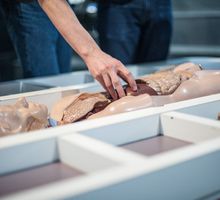 Miniatura Eksponat pokazujący części ciała człowieka